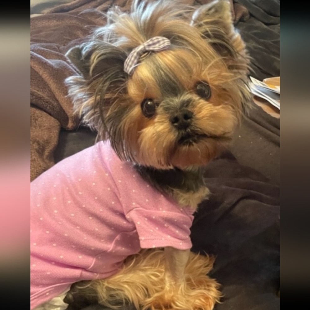 This is my baby Baylee she is partially paralyzed